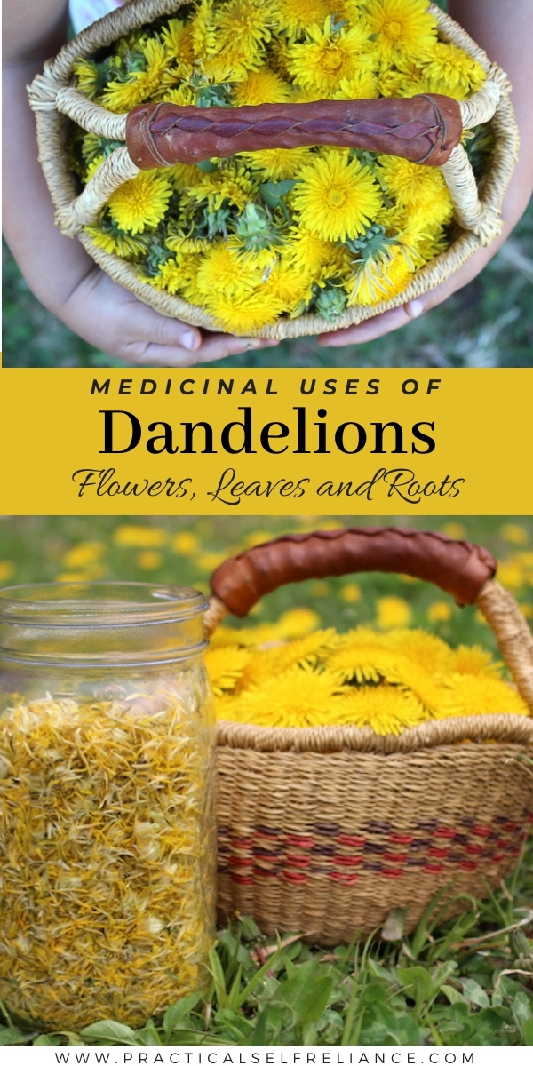 Medicinal Uses of Dandelions