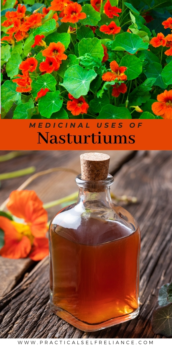 Nasturtium Medicinal Uses