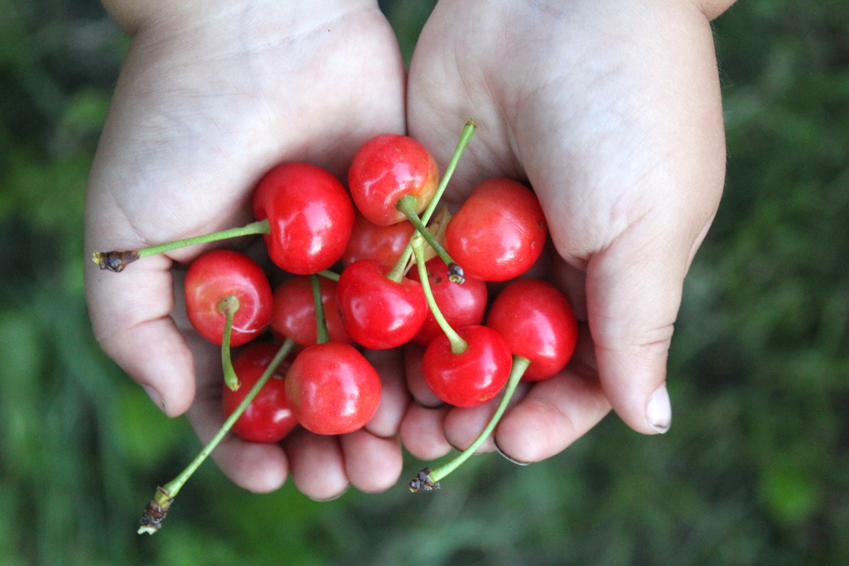Pie Cherry Harvest