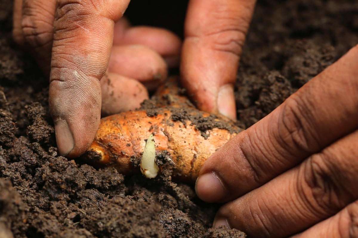 Planting Turmeric