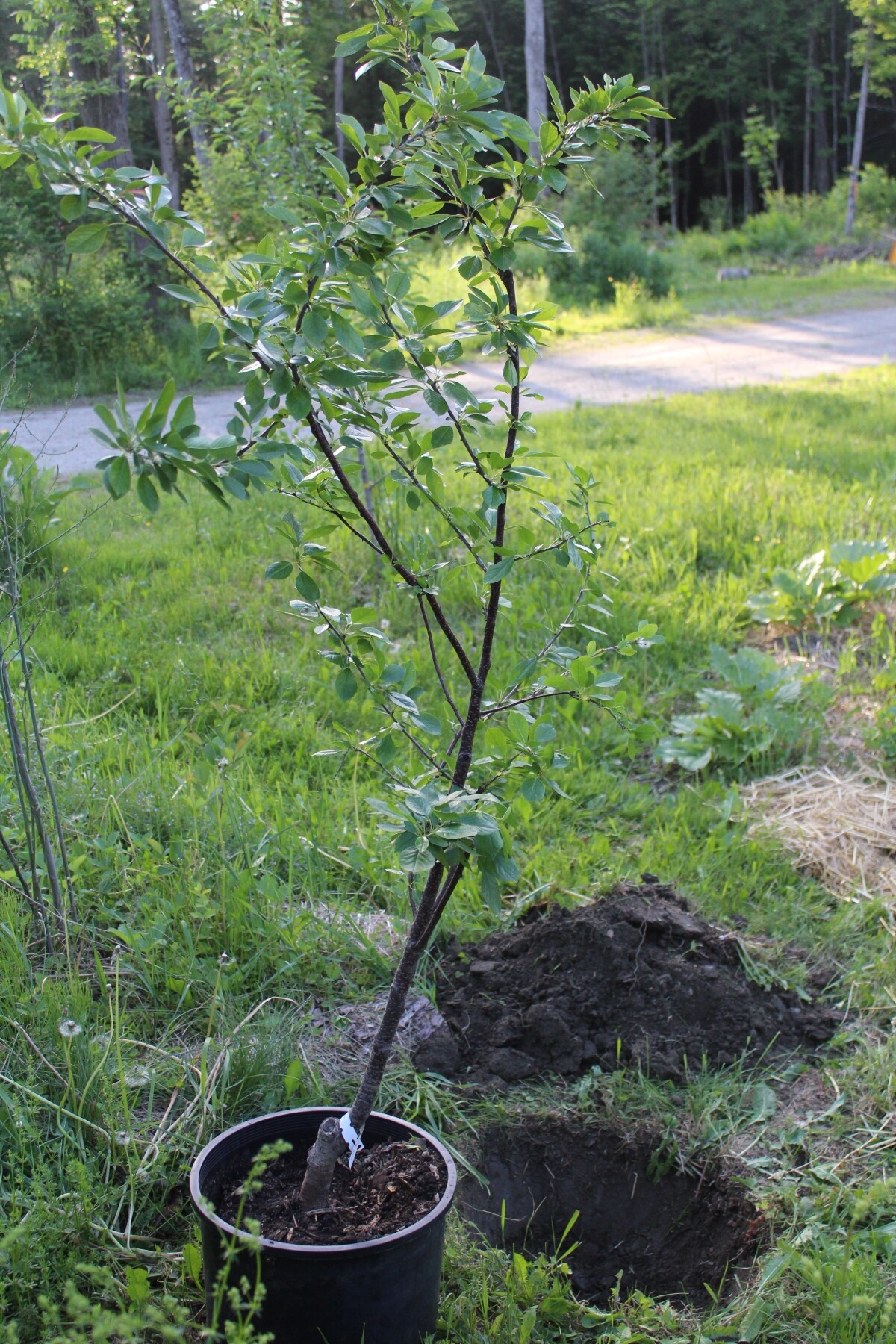 Planting a Fruit Tree