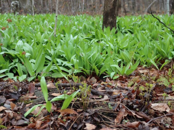 Ramp (Allium tricoccum)