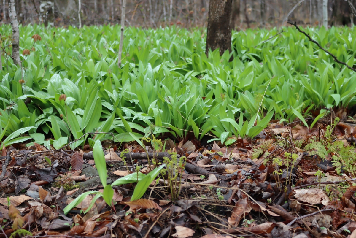 Ramp (Allium tricoccum)