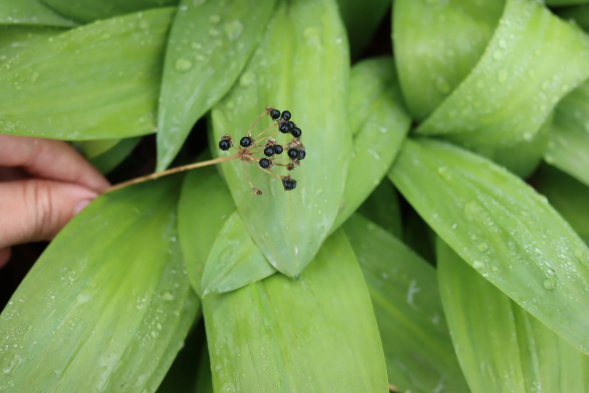 Ramp Seed Heads