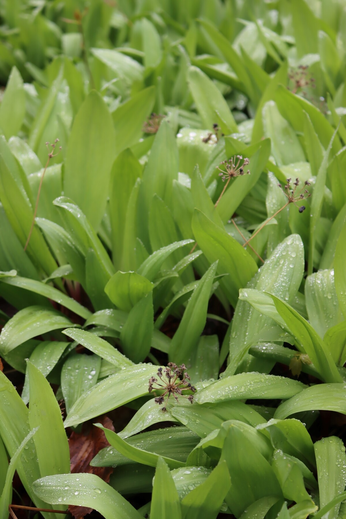 Ramp Seed Heads