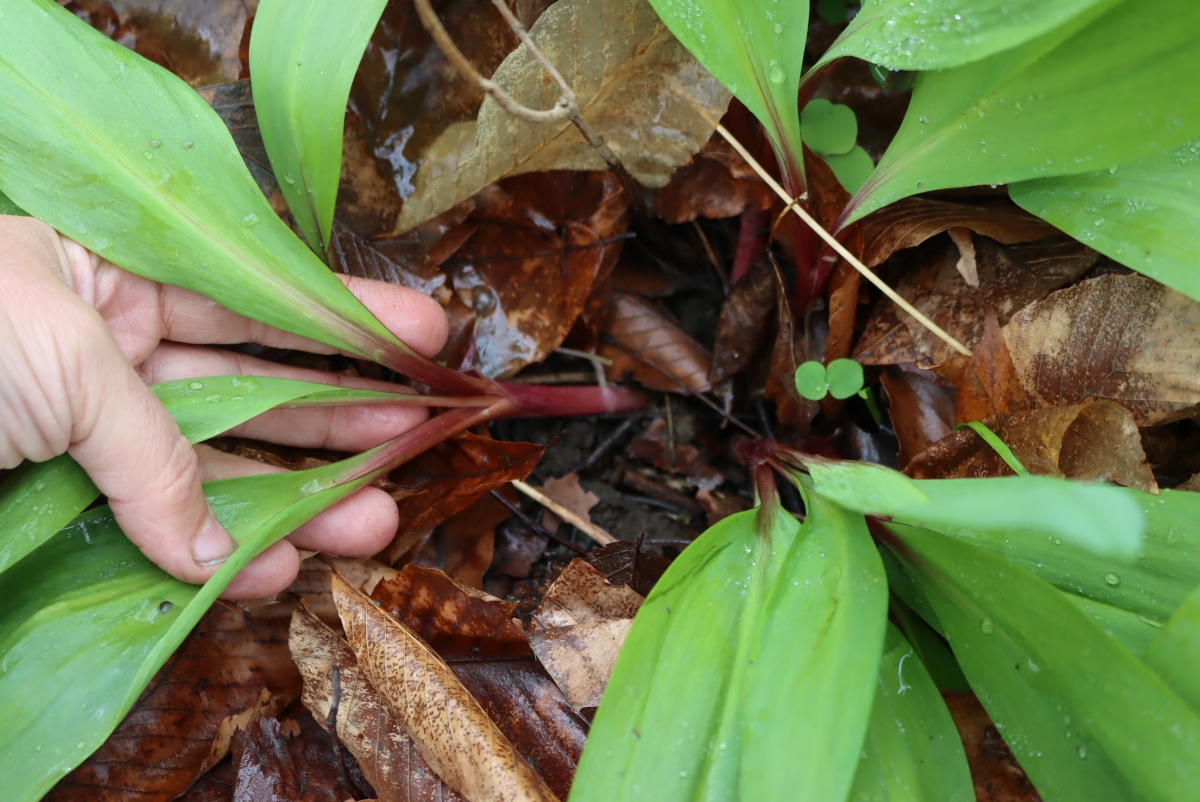 Ramp with 3 Leaves