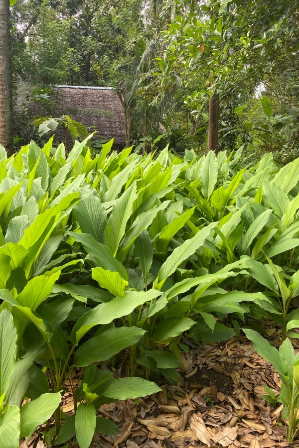 Turmeric Growing Outdoors