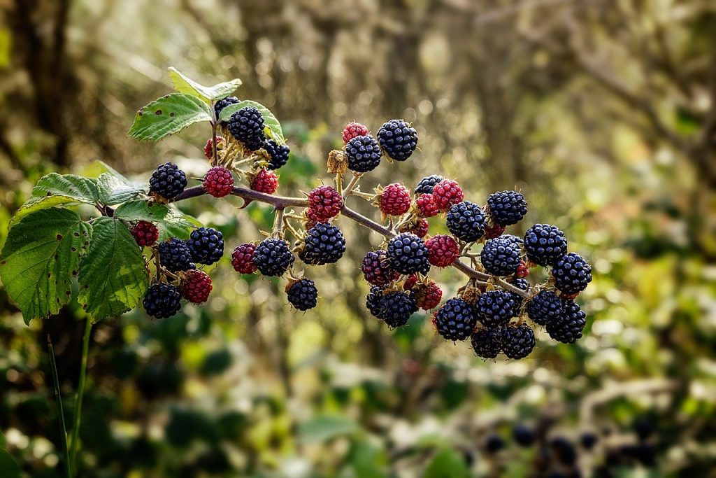 growing blackberries