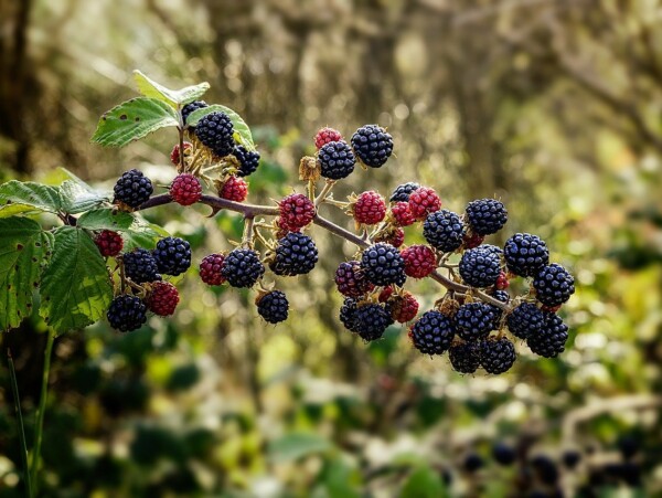 growing blackberries