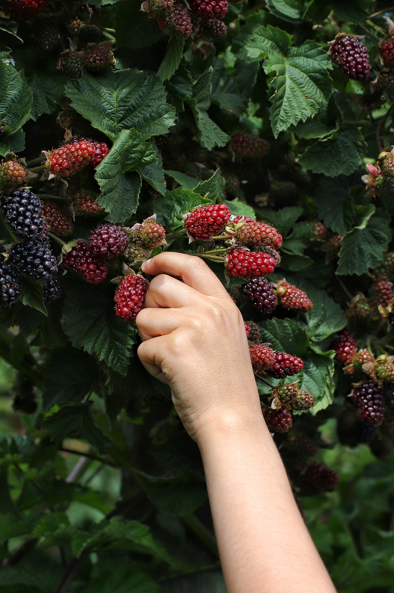 harvesting blackberries