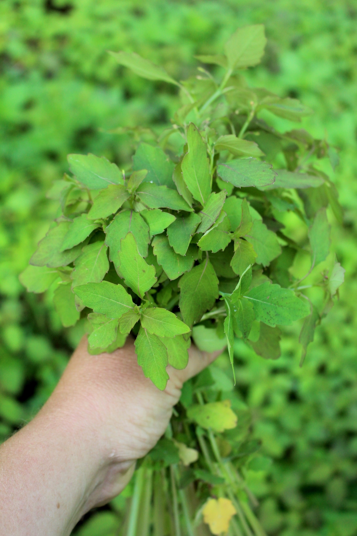 harvesting jewelweed for salve