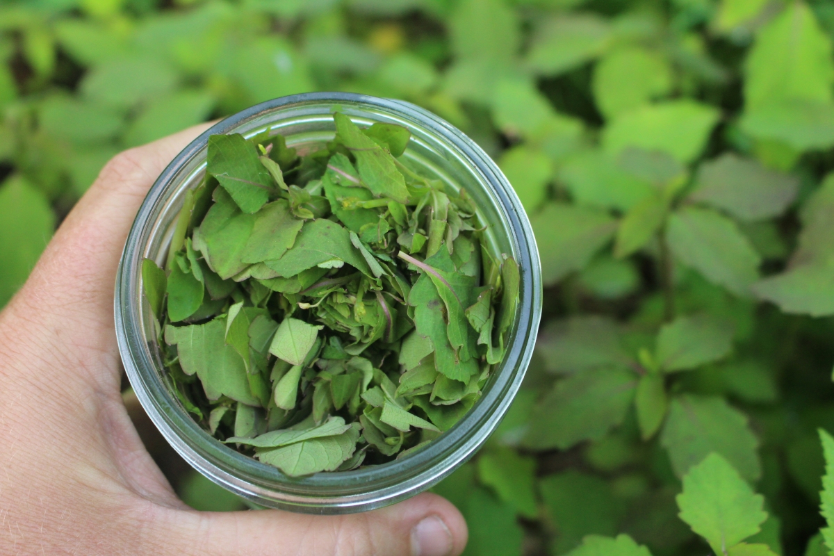 jewelweed for salve