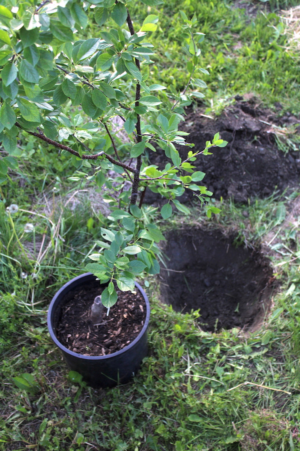 planting a fruit tree