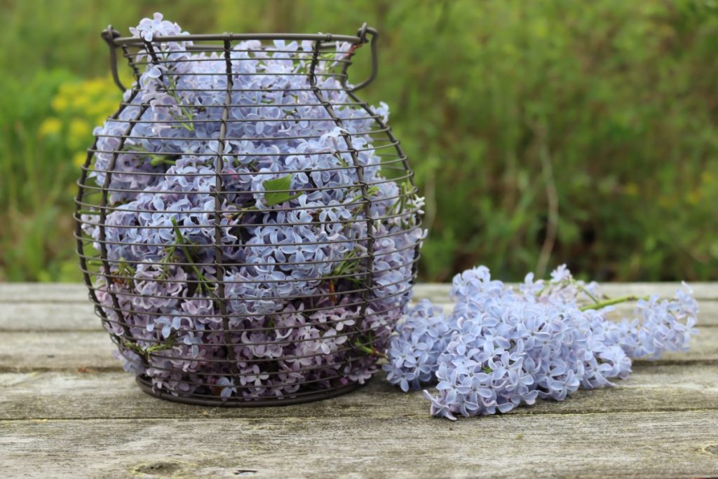 Basket of Edible Lilacs