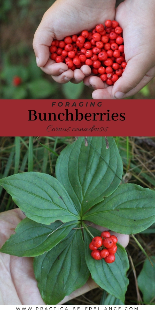 Foraging Bunchberries (Cornus canadensis)