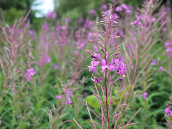 Fireweed