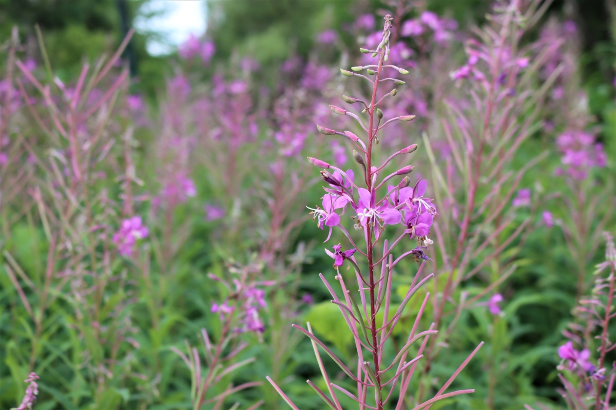 Fireweed