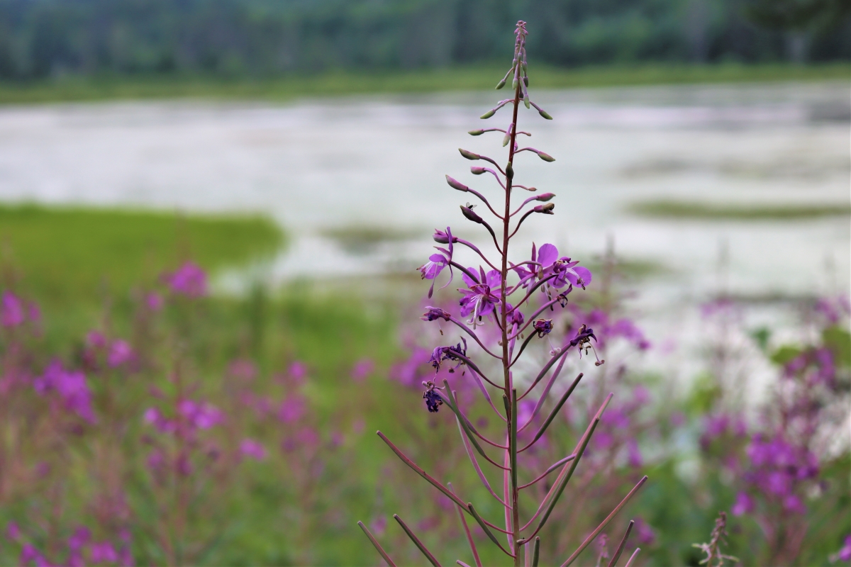 Fireweed By Pond