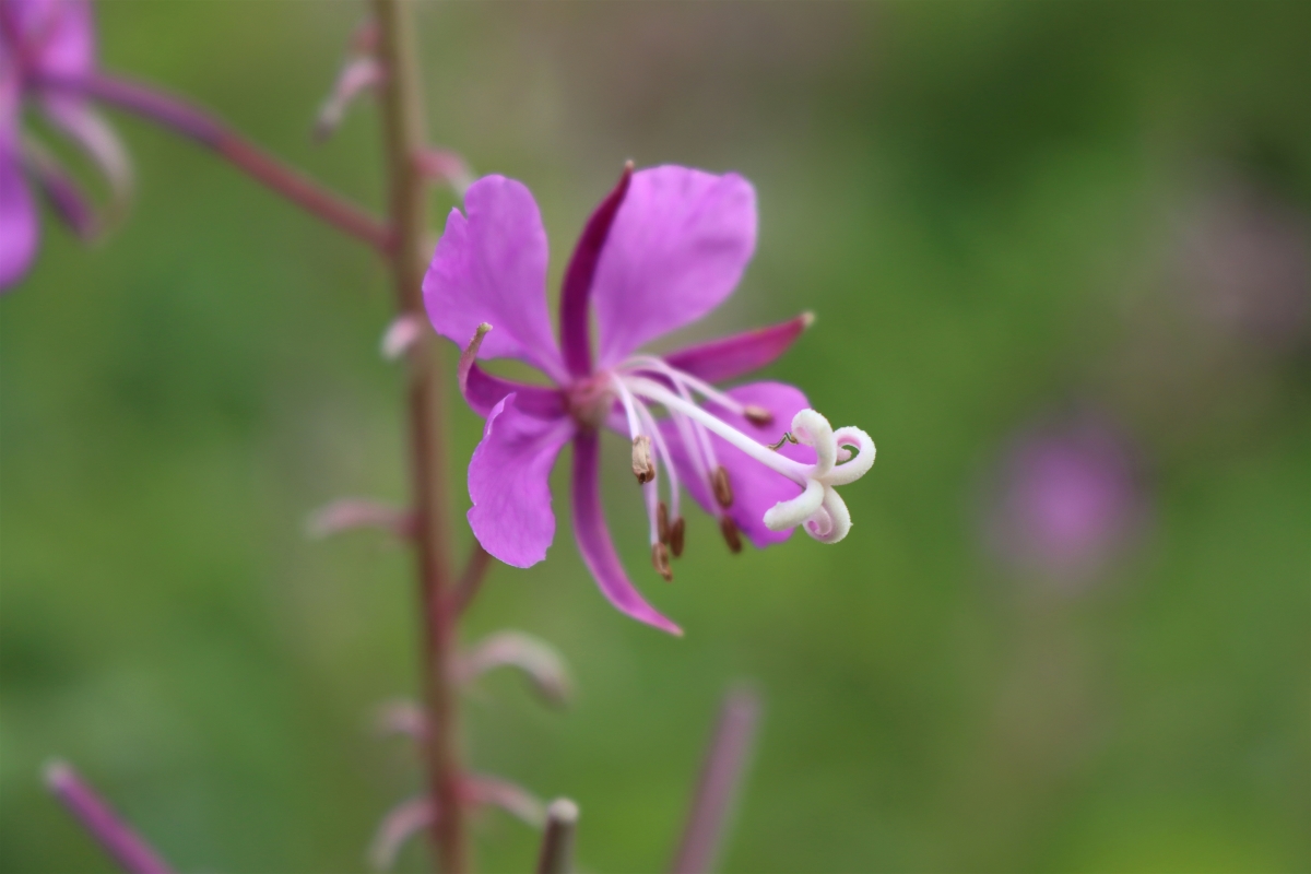 Fireweed Flower Closeup
