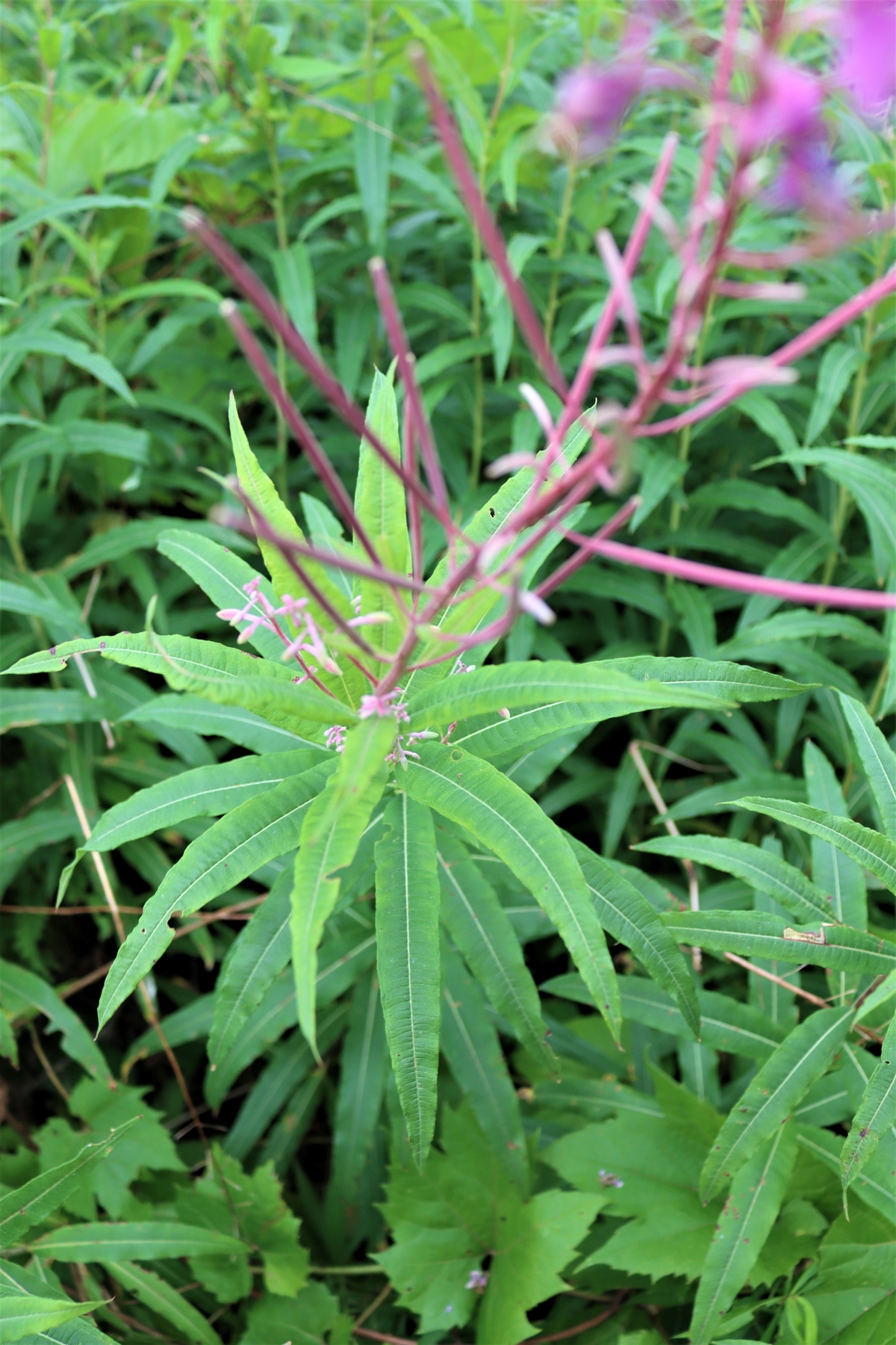 Fireweed Leaf Arrangement