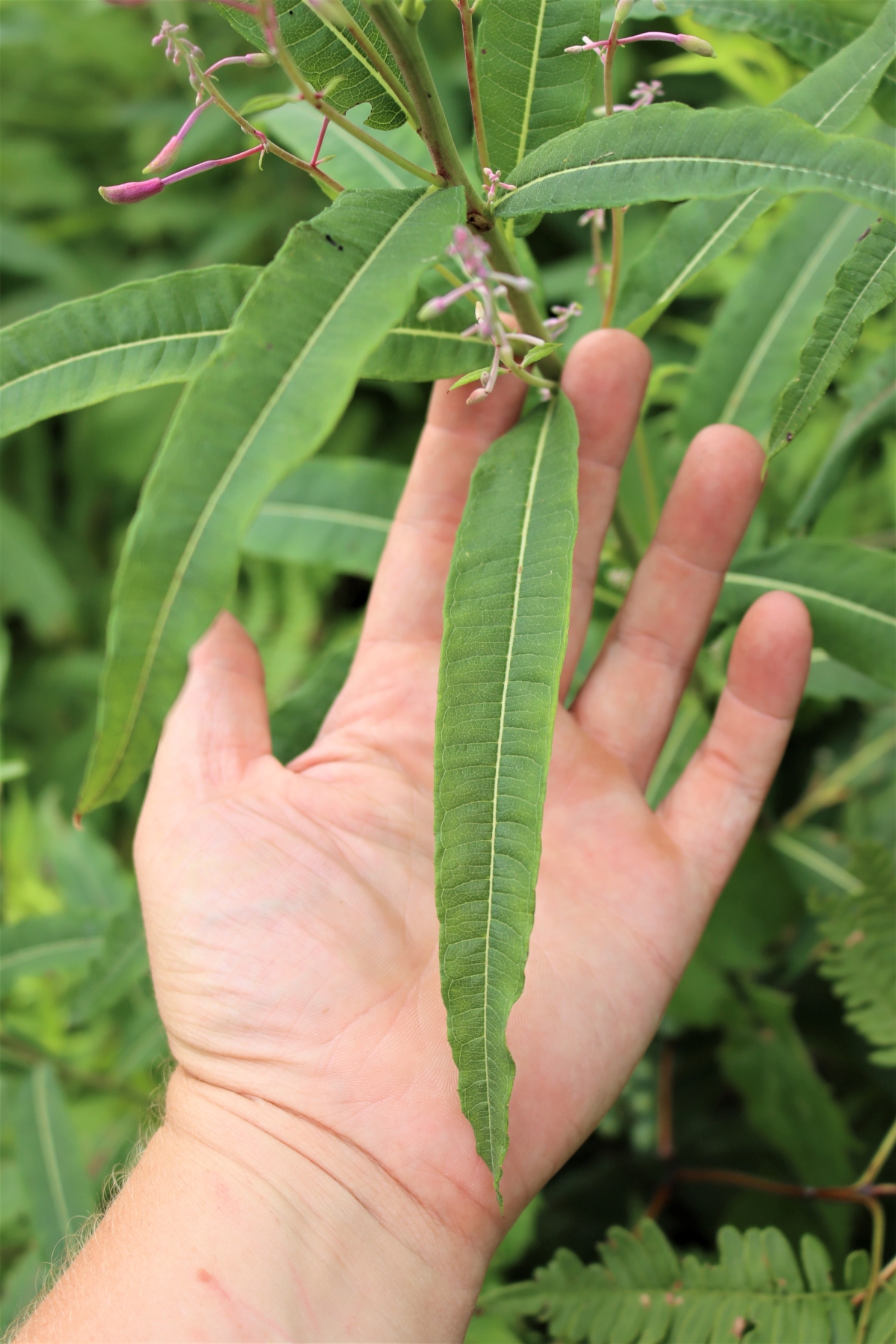 Fireweed Leaves