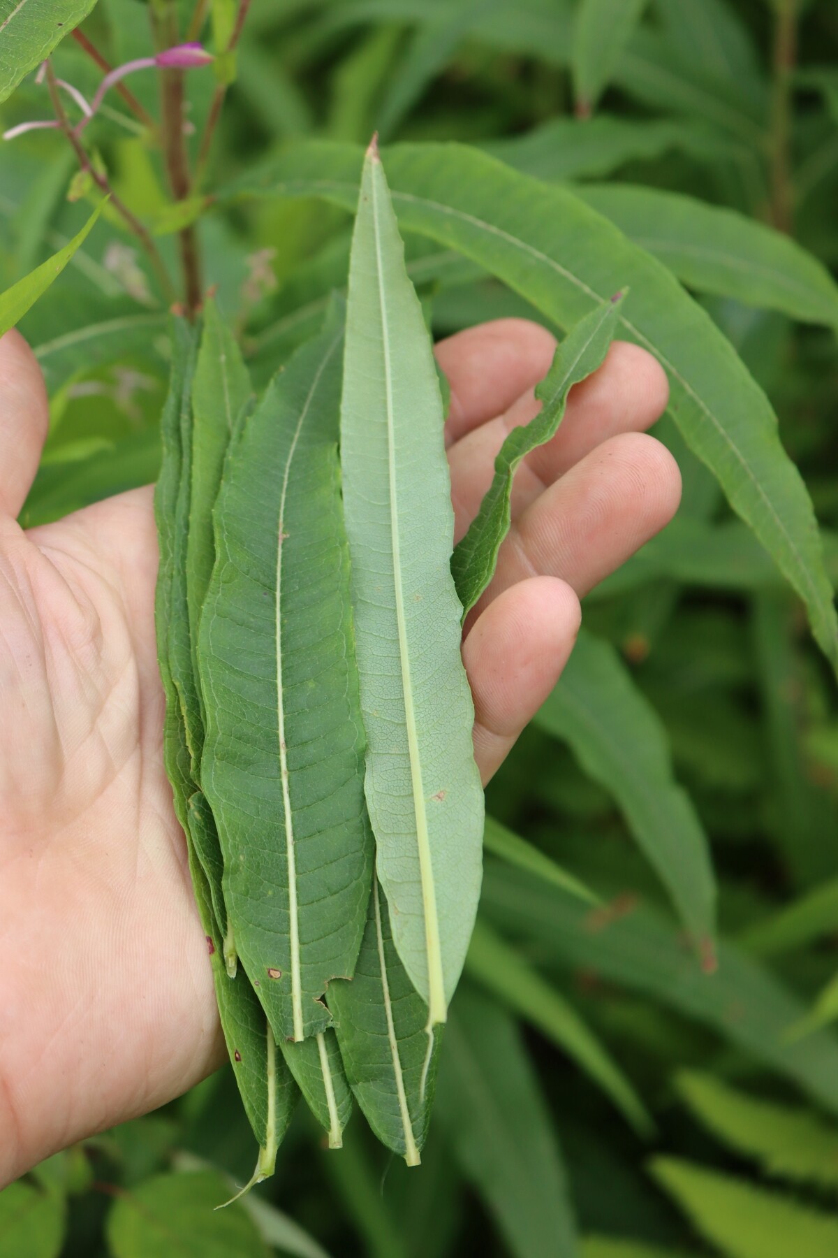 Fireweed Leaves