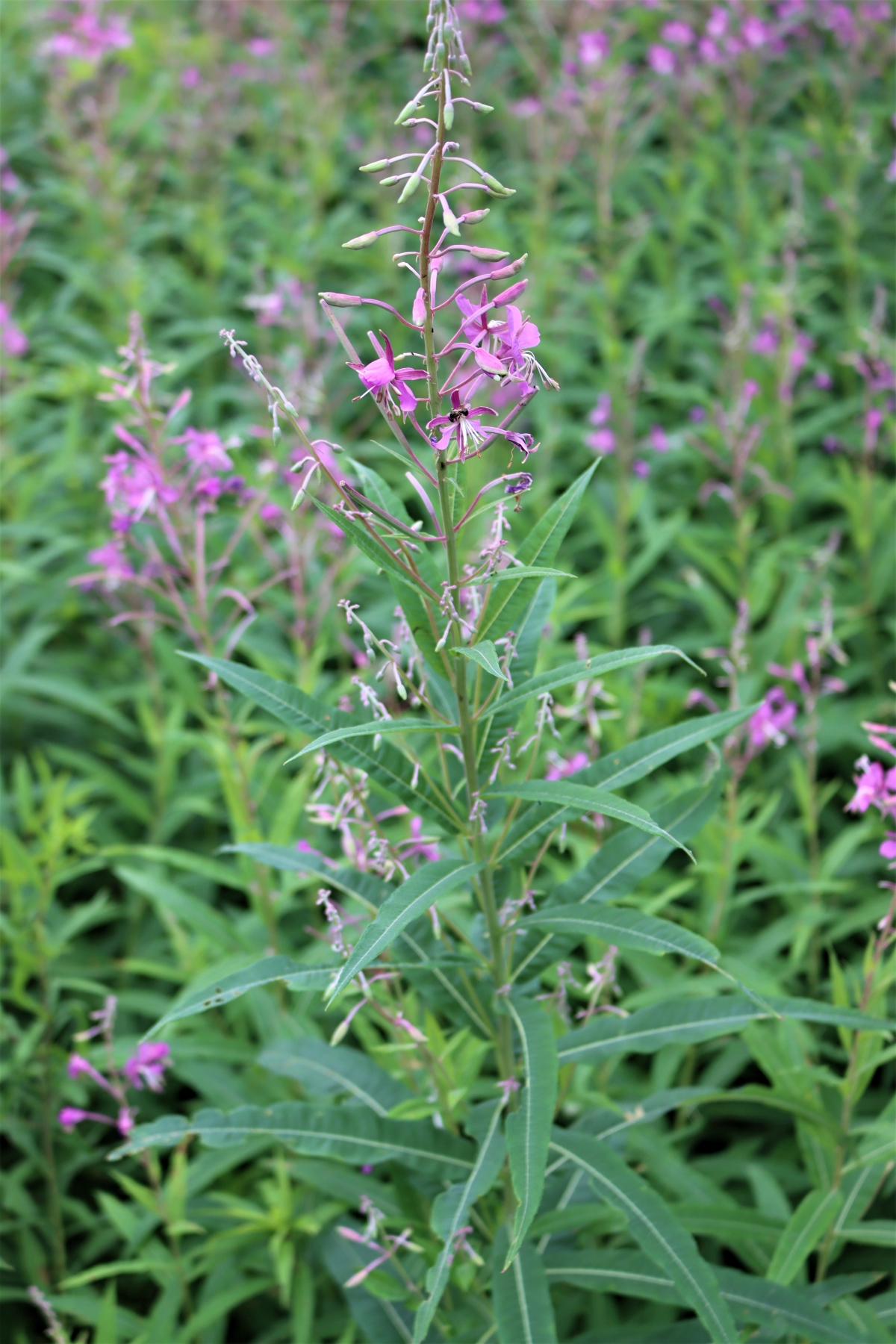 Fireweed Plant
