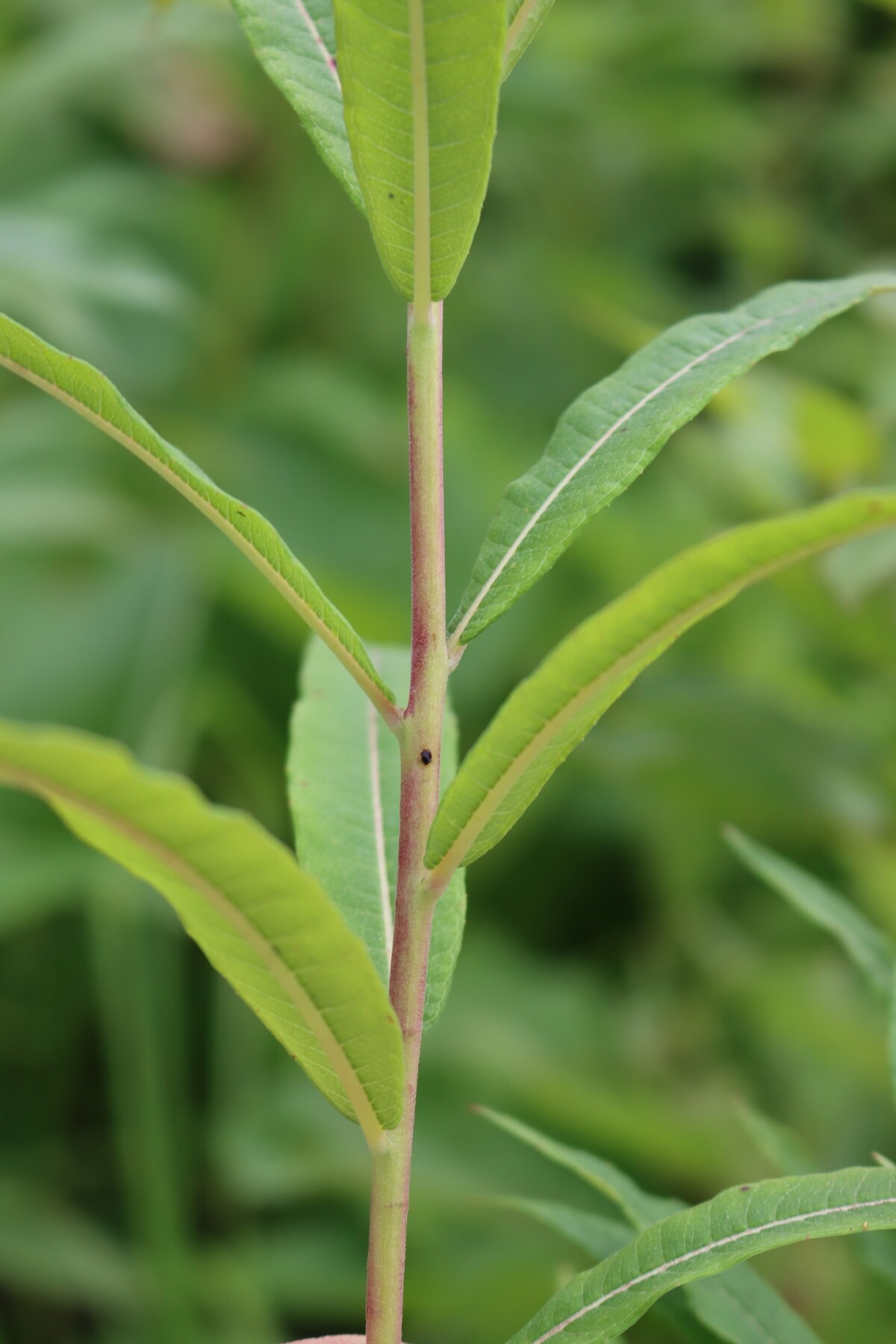 Fireweed Stem closeup