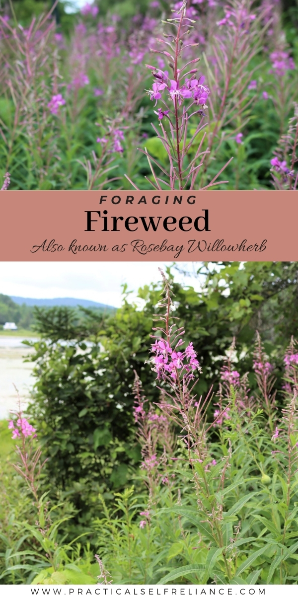 Foraging Fireweed