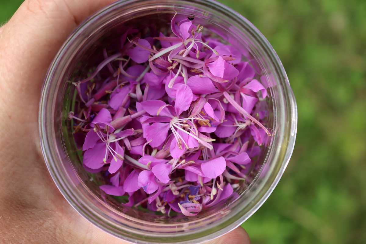 Harvesting Fireweed Flowers