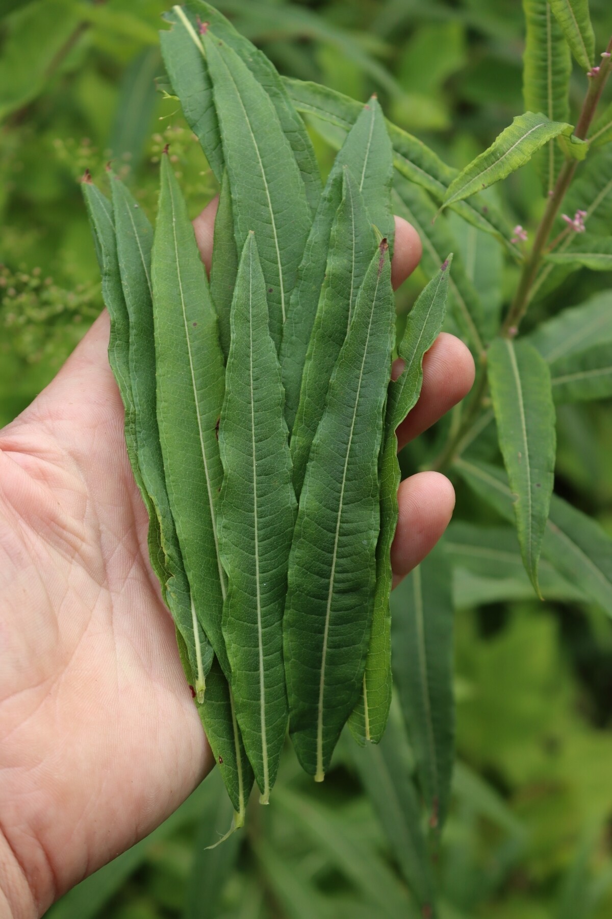 Harvesting Fireweed Leaves