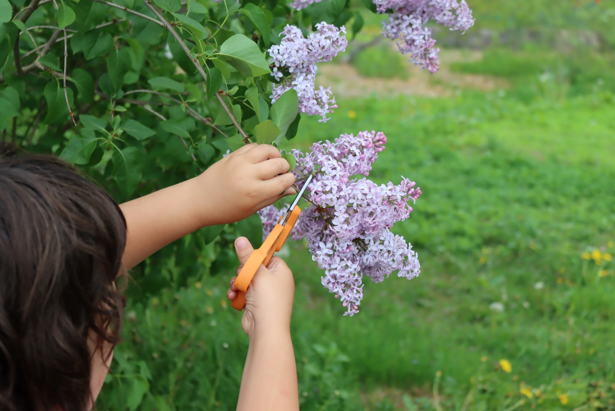 Harvesting Lilacs