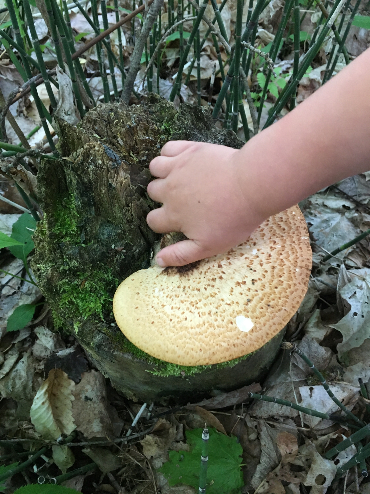 Harvesting Pheasant Back Mushroom