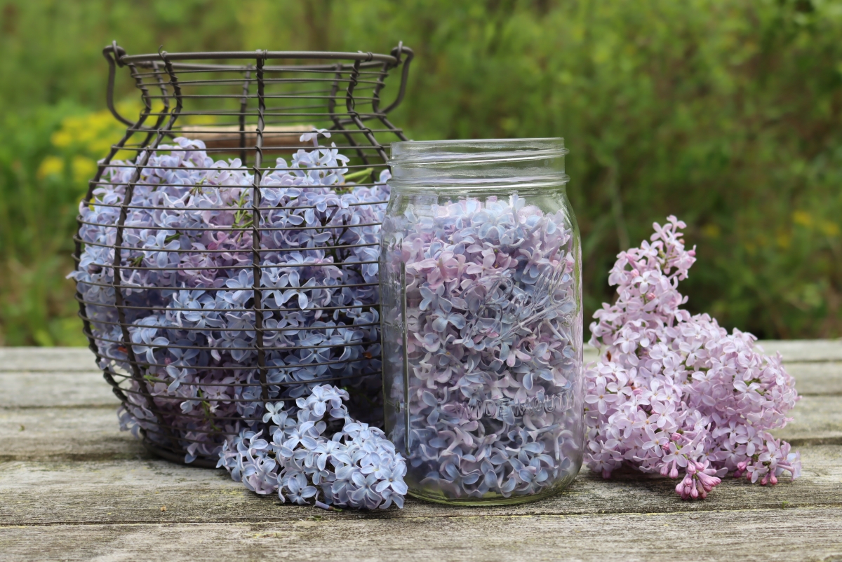 Lilac Flowers for Lilac Jelly