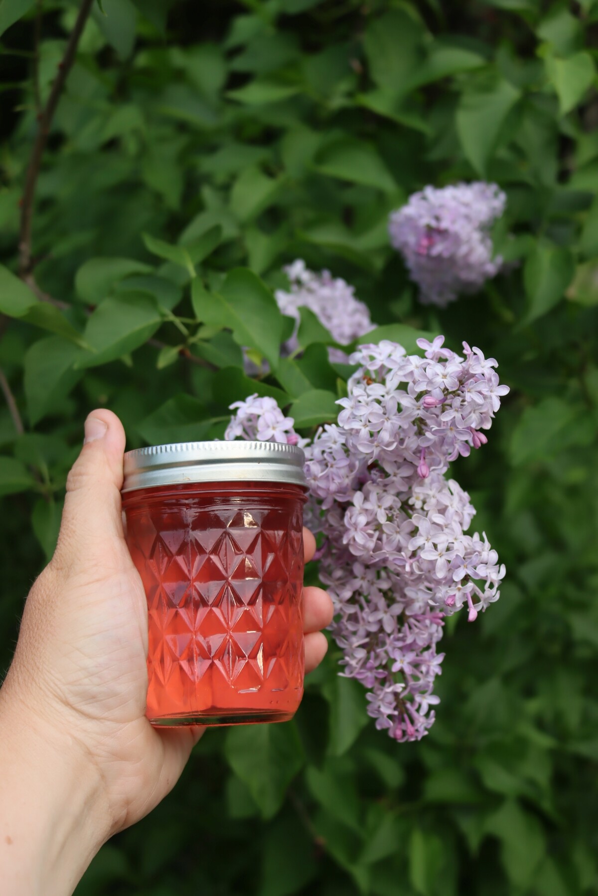 Lilac Jelly