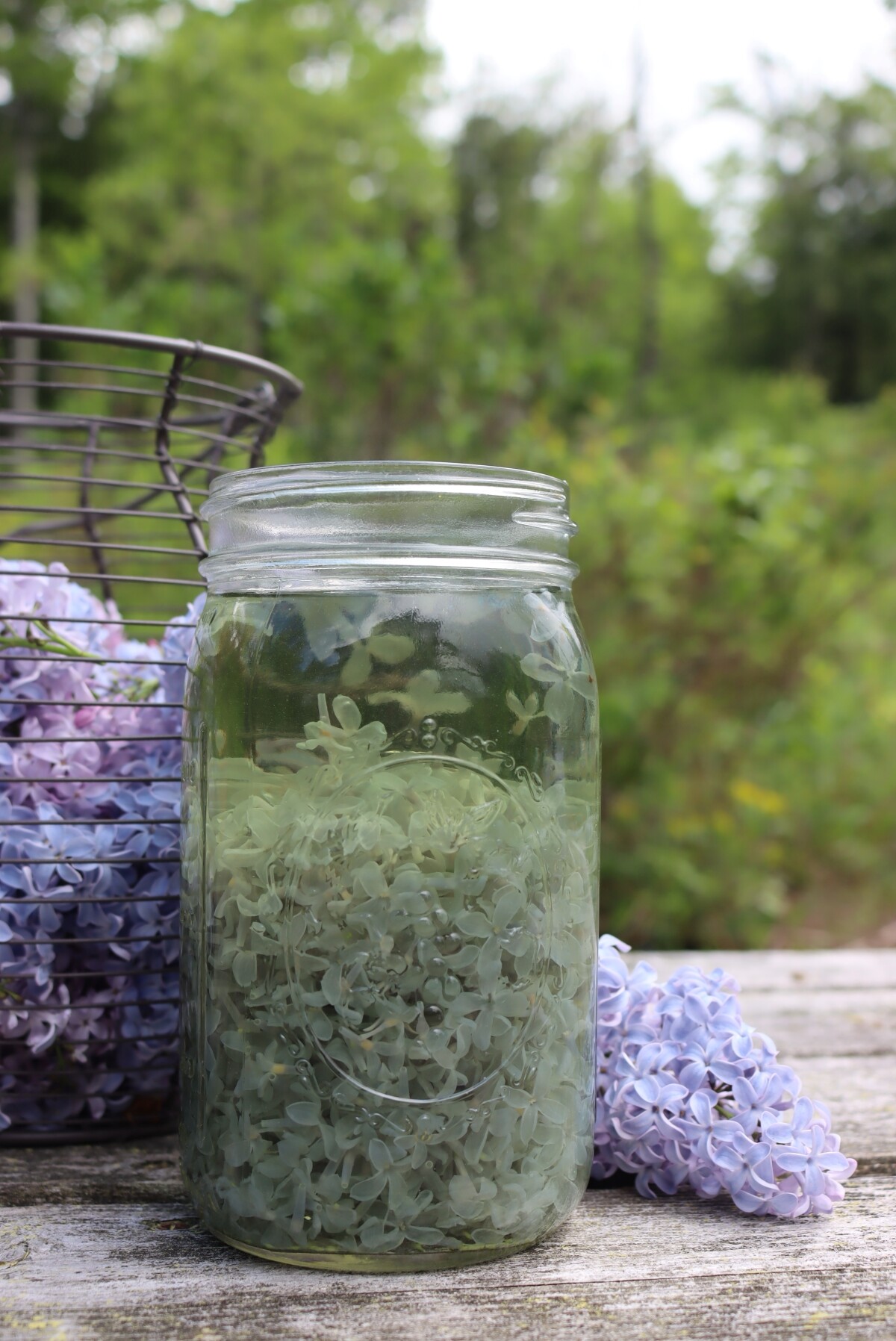 Lilac Tea for Jelly