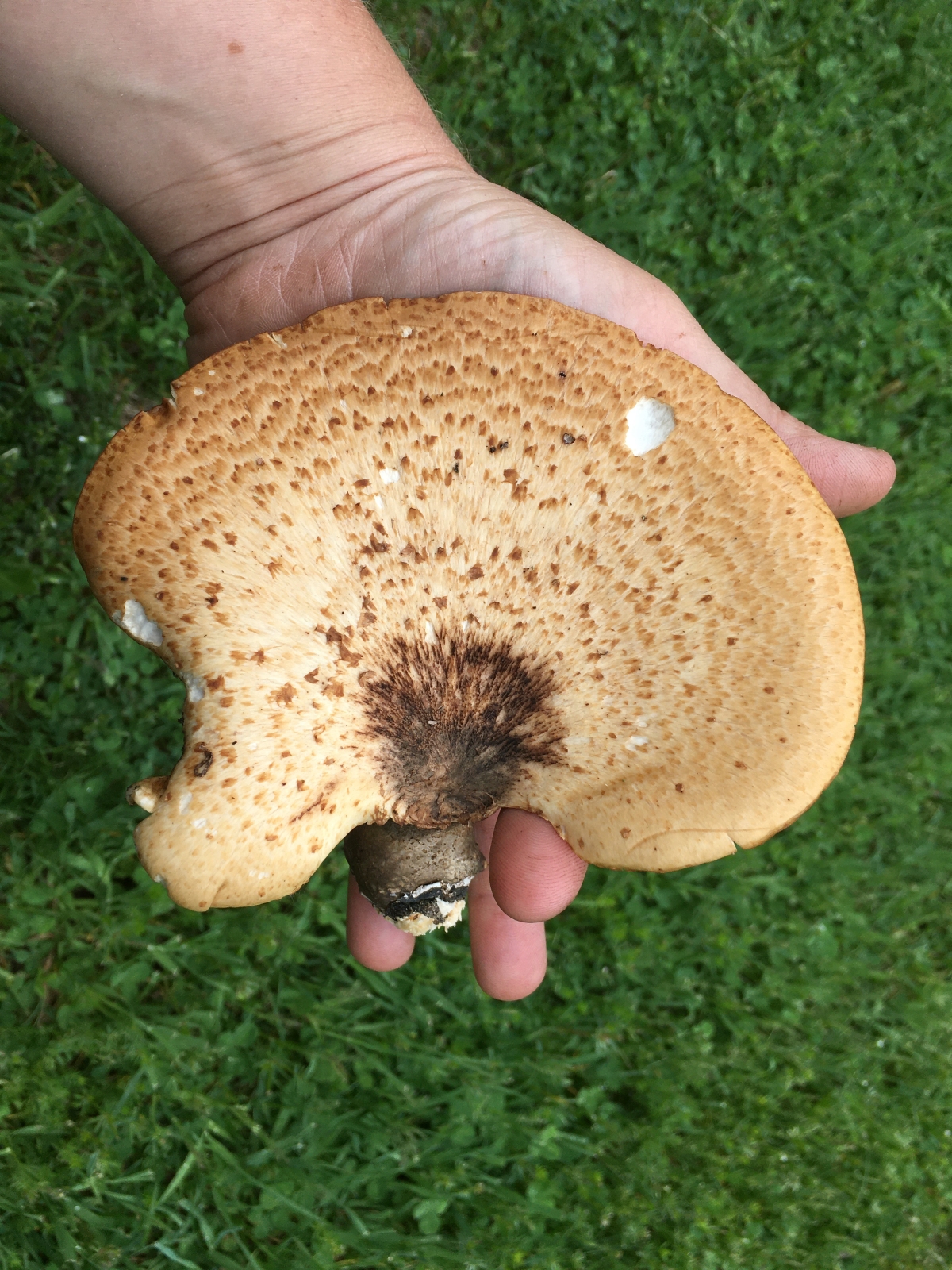 Pheasant Back Mushroom