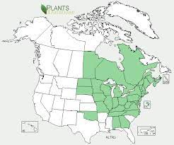 Wild Leek Ramp Range Map