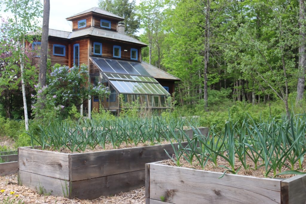 Spring Garlic in Raised Beds