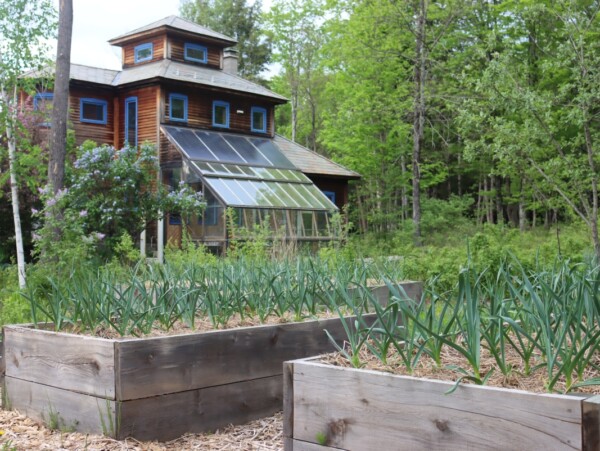 Spring Garlic in Raised Beds