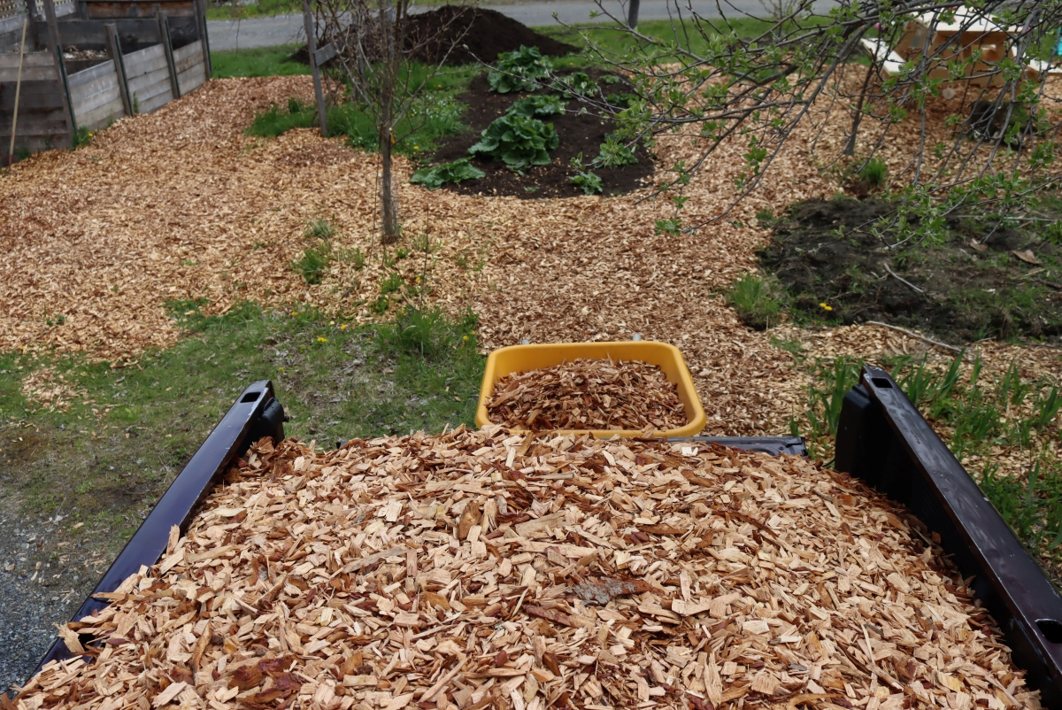 Unloading Wood Chips