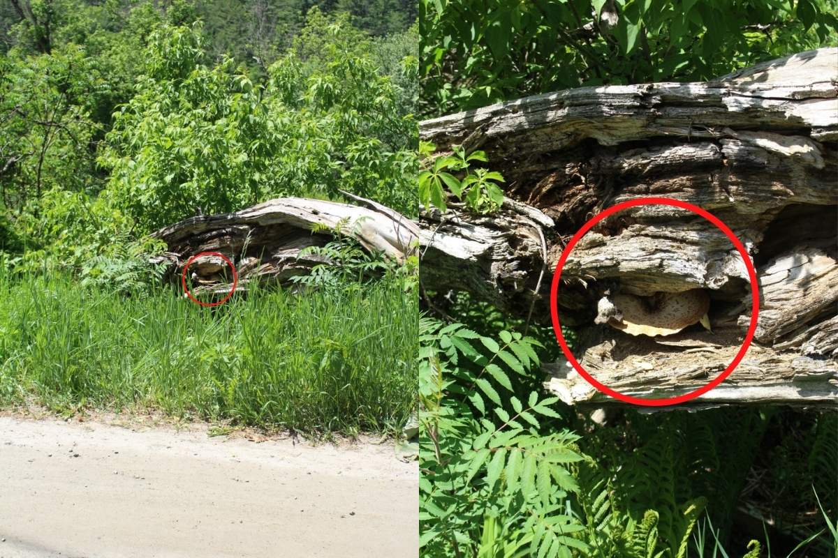 Where to Find Pheasant Back Mushrooms