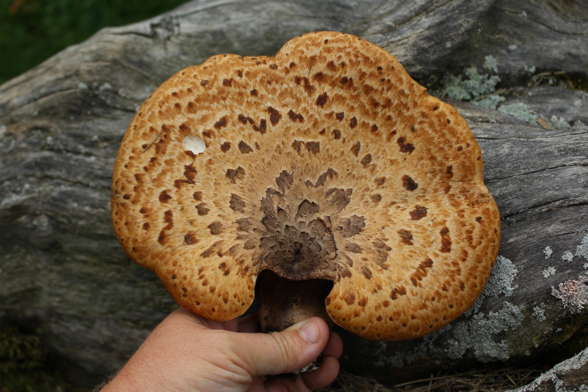 pheasant back mushrooms