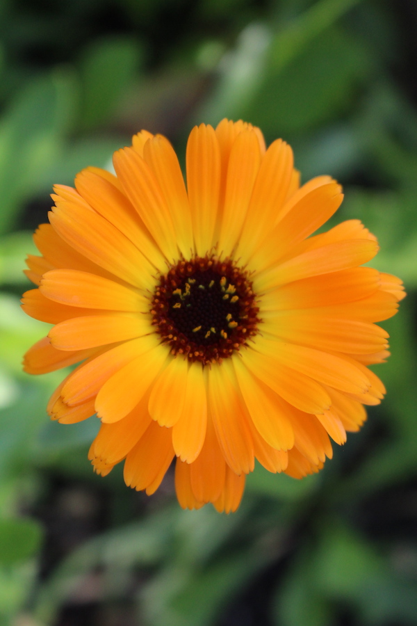 Calendula Flower