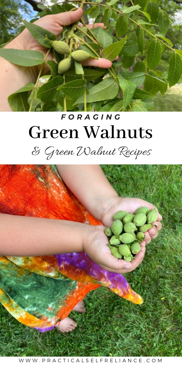 Foraging Green Walnuts (And Green Walnut Recipes)