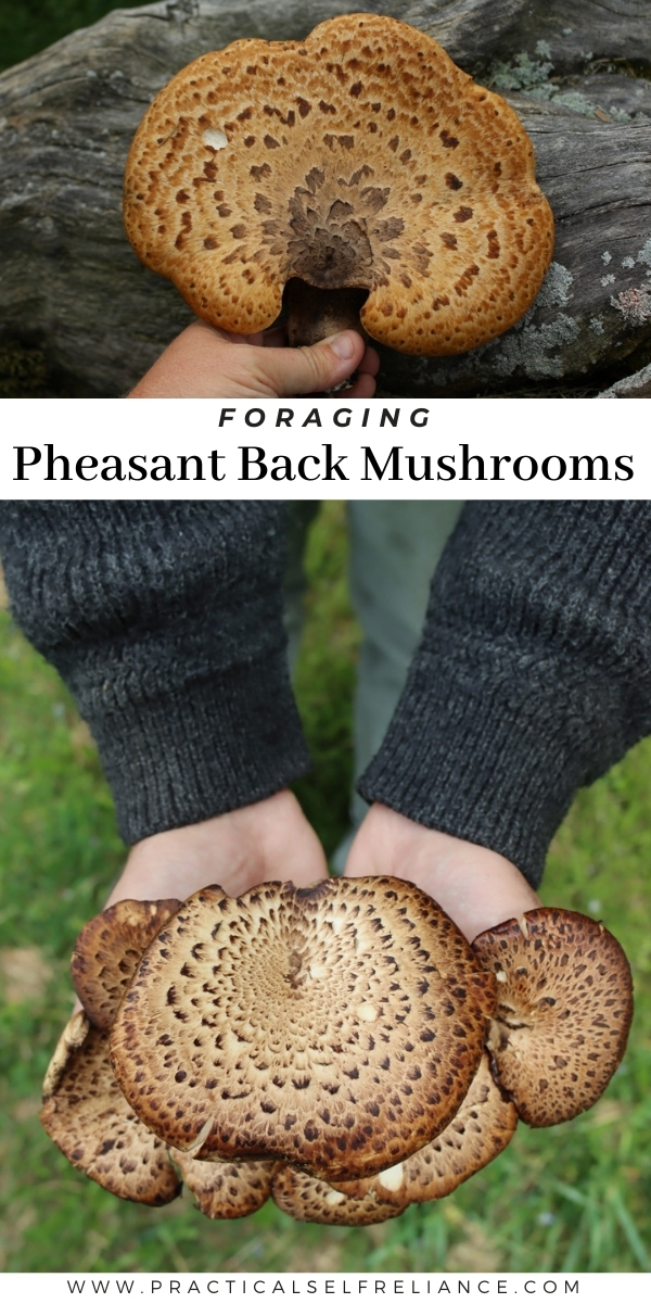 Foraging Pheasant Back Mushrooms