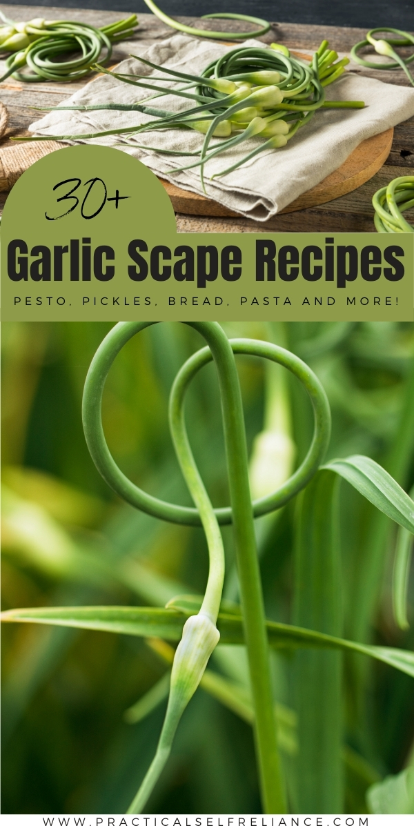 Garlic Scape Recipes