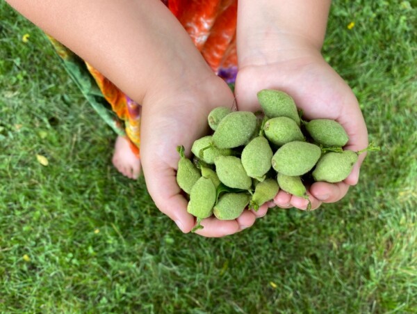 Green Walnut Recipes