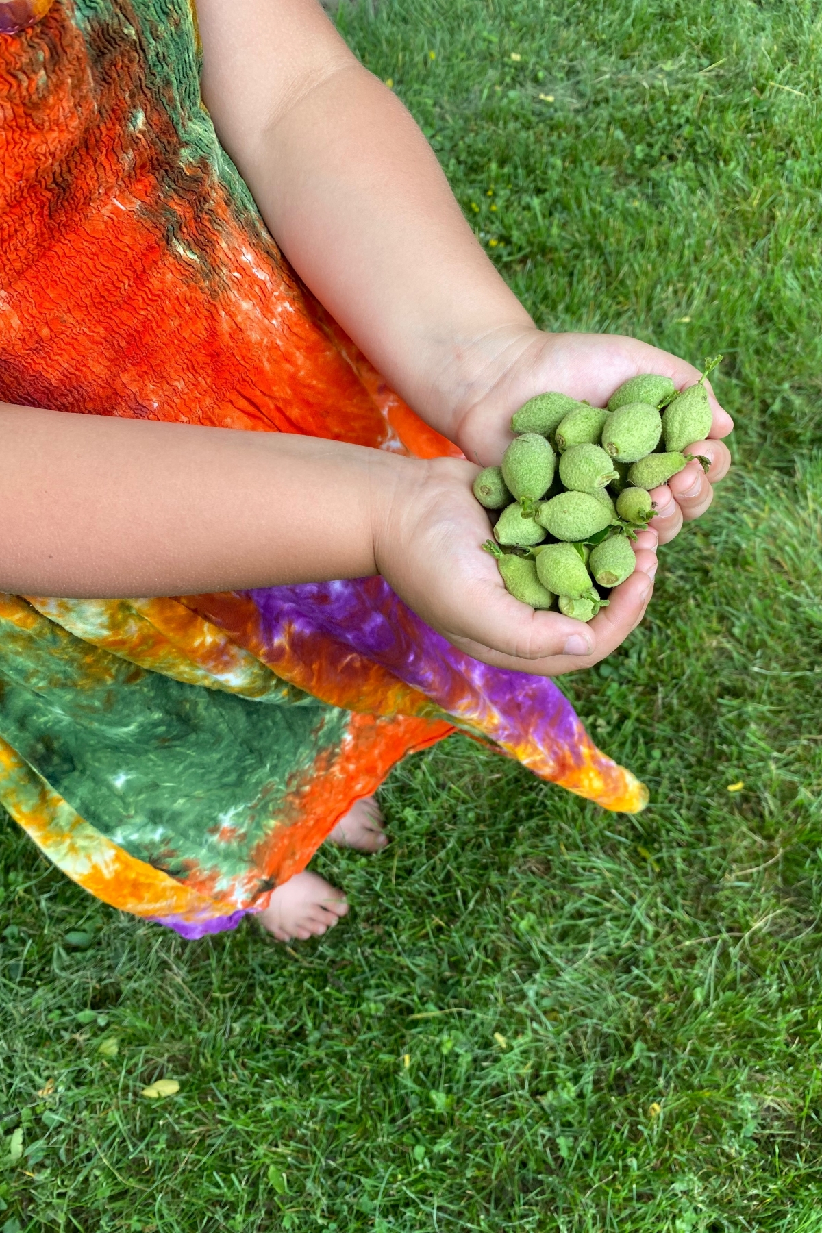 Green Walnut Recipes