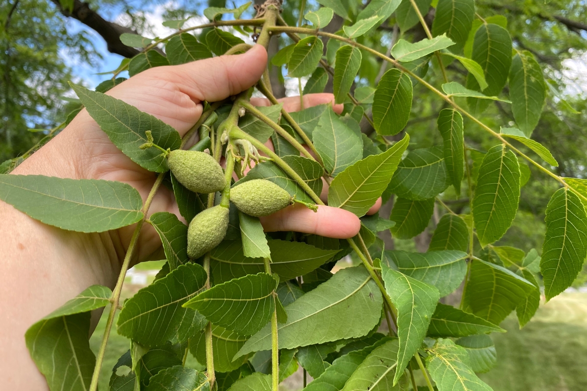 Green Walnuts